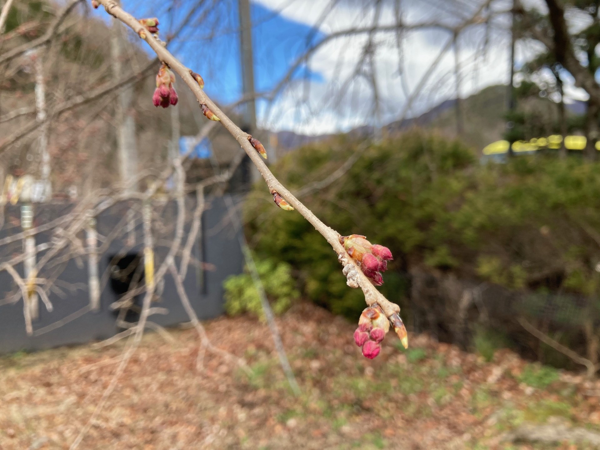 記念館周辺の桜の開花はこれからです。🌸