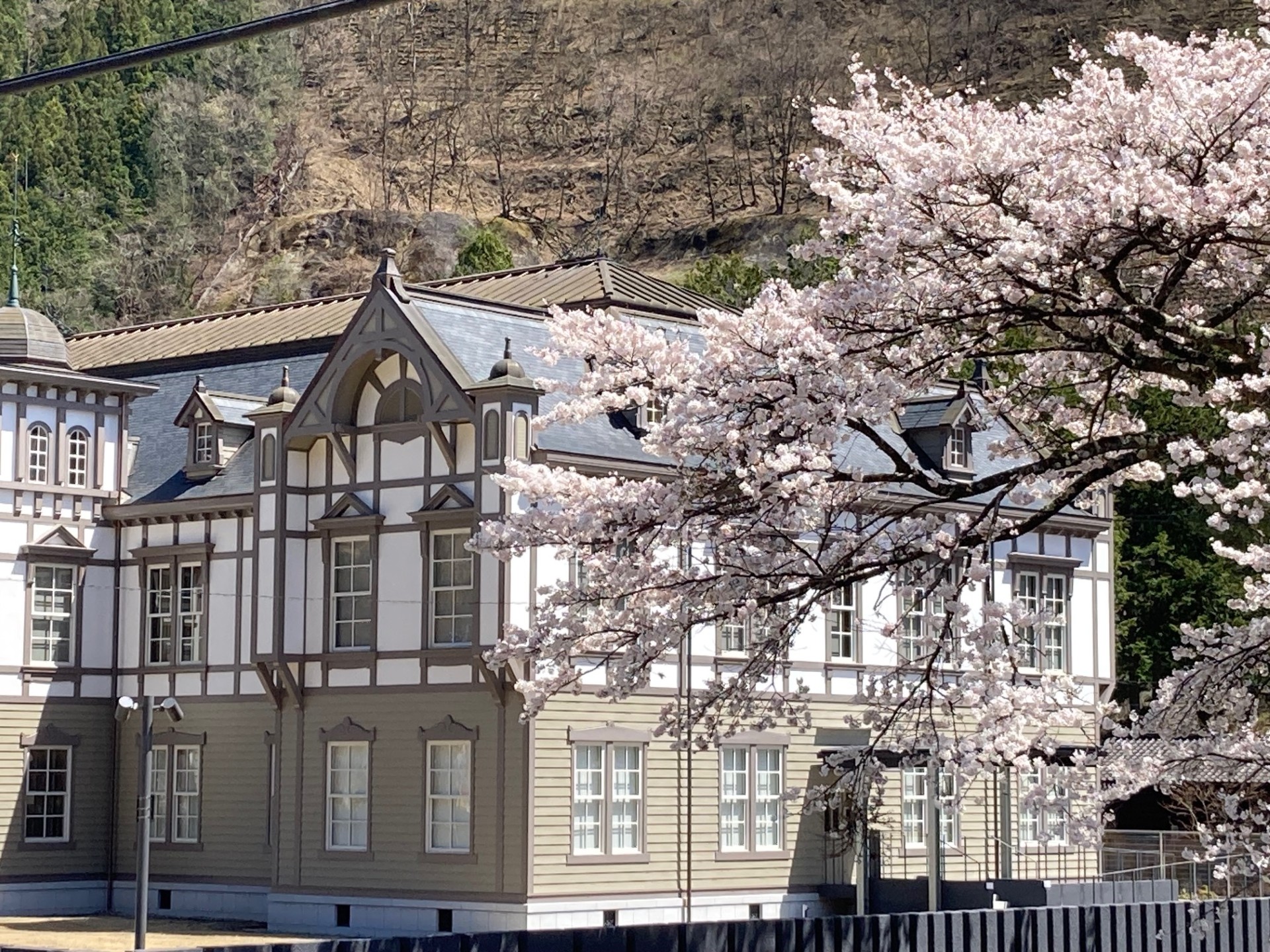 桜の開花報告（その２）🌸